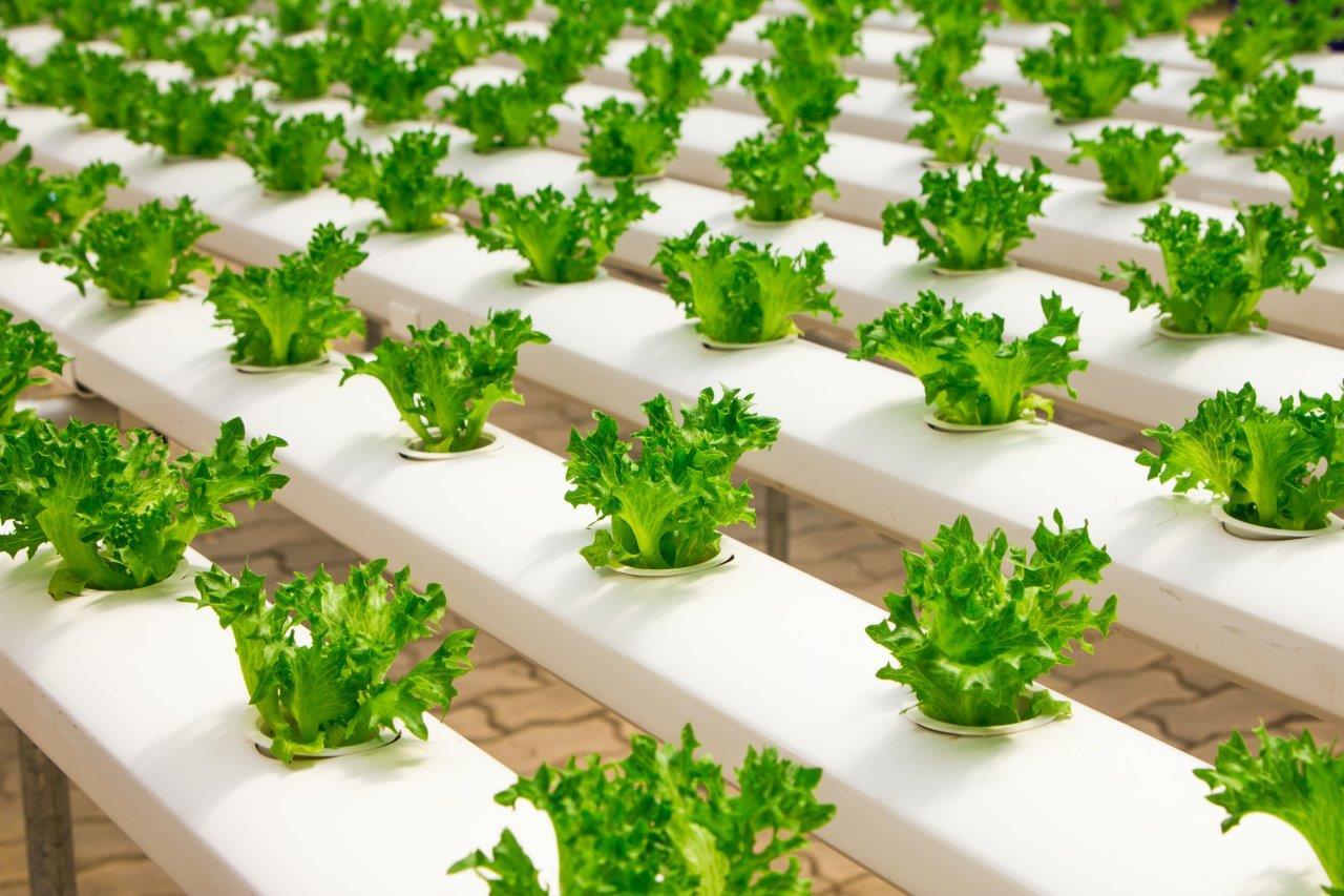 Food and Agriculture