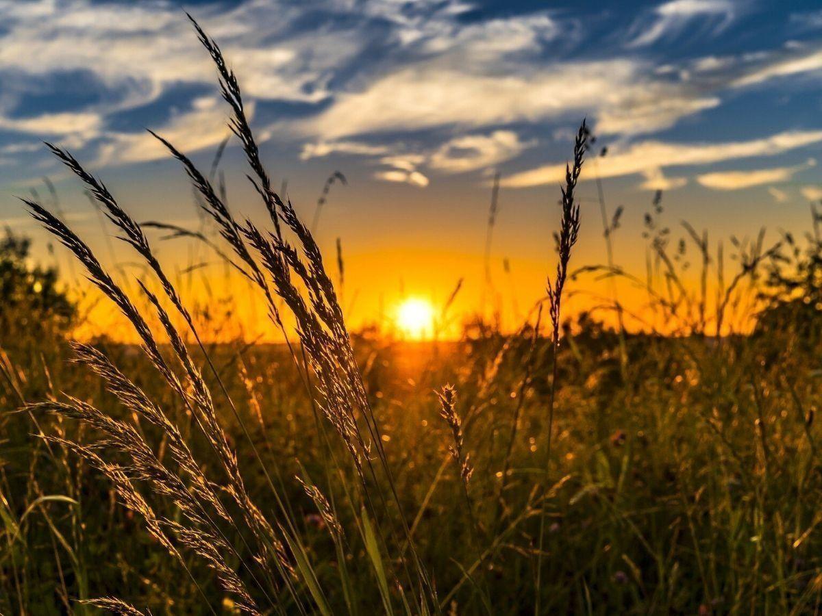 Food and Agriculture