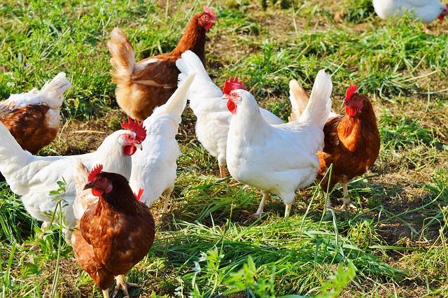 Food And Agriculture