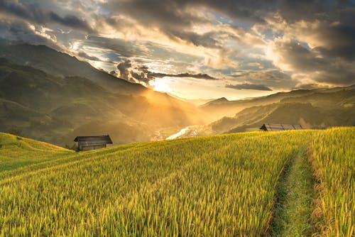 Food And Agriculture