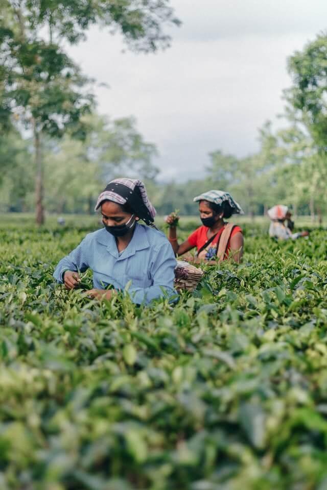 Food and Agriculture